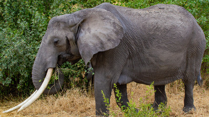 Naklejka na ściany i meble Female elephant walking near a tree on the yellow grass of the savanna of Tarangire National Park, in Tanzania