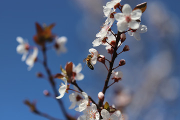 Beautiful spring flowers in blossom