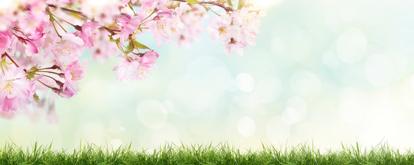 Fototapeta na wymiar Pink cherry tree blossom flowers blooming above a green grass meadow on a spring Easter sunny day banner background.