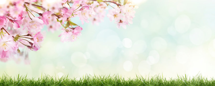 Pink cherry tree blossom flowers blooming above a green grass meadow on a spring Easter sunny day banner background.