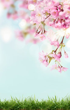 Fototapeta Pink cherry tree blossom flowers blooming above a green grass meadow on a spring Easter sunny day background.