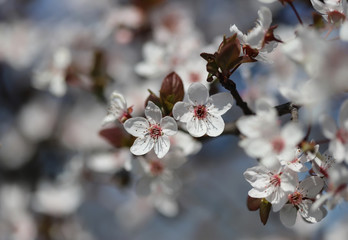 Beautiful spring flowers in blossom