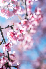 Amazing Beauty Admire Sakura Cherry Blossoms Blooming Naturally	