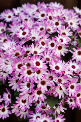 Many Chrysanthemum summer flowers in Violet colour.