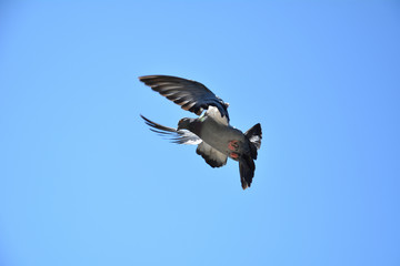 Pigeon flying in a bright blue sky