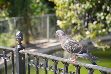 Pigeon perched on a fence in a park