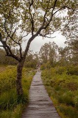 Fototapeta na wymiar walkway through the treetops in a rain forest