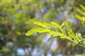 Close up shots green leafs