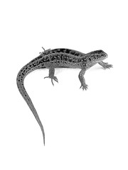 Female of sand lizard (Lacerta agilis) isolated on white