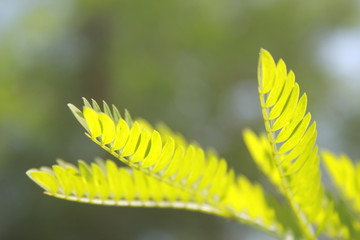 Close up shots green leafs