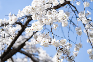 写真素材: しだれ桜