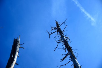 Árboles muertos y cielo azul