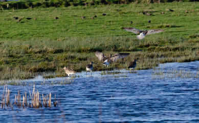 The fly of the Curlew