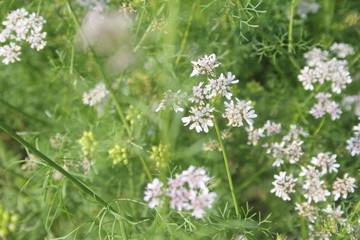 wild flowers in the garden