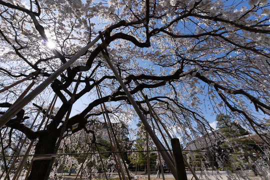写真素材: しだれ桜の中からの景色