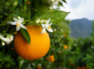 Valencian orange and orange blossoms. Spain. Spring harvest