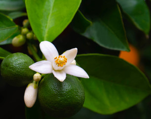 Valencian orange and orange blossoms. Spain. Spring harvest