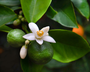 Valencian orange and orange blossoms. Spain. Spring harvest