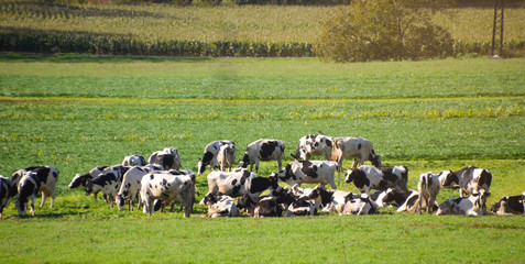 Vacas en el campo verde comiendo y tomando el sol