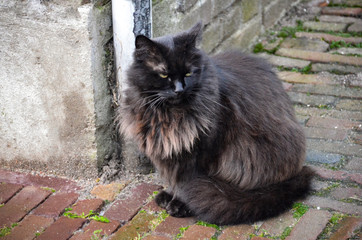 Gato negro doméstico de pelaje largo