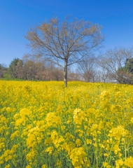 菜の花畑