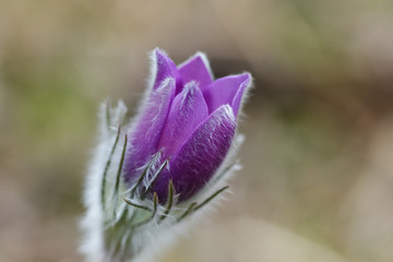 lumbago the first spring flowers in the forest