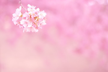 背景をぼかした河津桜の花