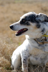 portrait of a dog