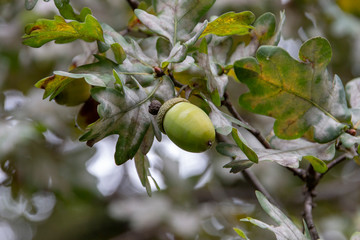 Obraz premium Acorn Tree