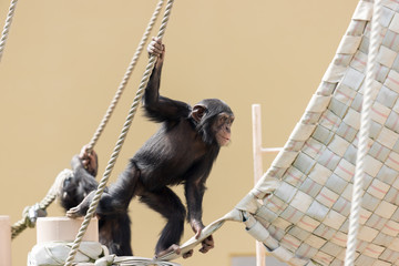動物園で遊んでいる可愛いチンパンジーの赤ちゃん