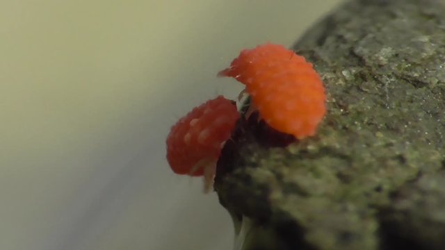 Bilobella braunera. Farbiger Springschwanz.  