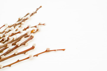 Fototapeta premium Flowering willow branches with fluffy buds and eggs on a white background. Spring card template with copyspace