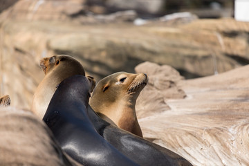 動物園のカリフォルニアアシカ