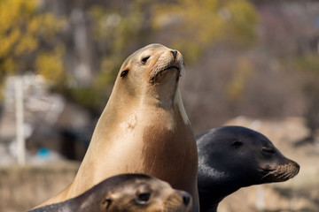 Fototapeta premium 動物園のカリフォルニアアシカ