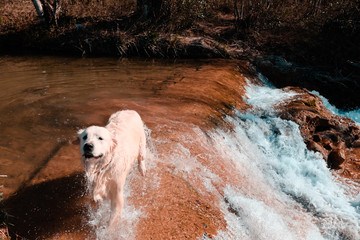 dog in the water