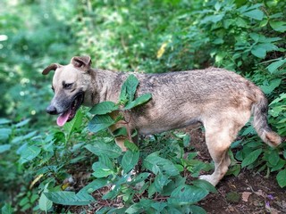Trekking with your dog