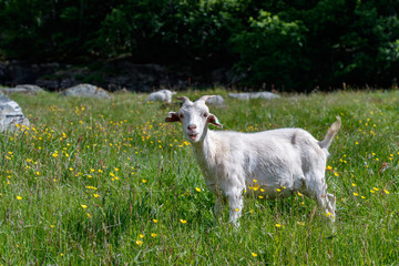 GEIRANGER, NORWAY - 2016 JUNY 13. White goat in the green fresh grass