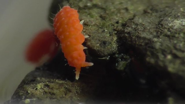 Bilobella braunera. Farbiger Springschwanz.  