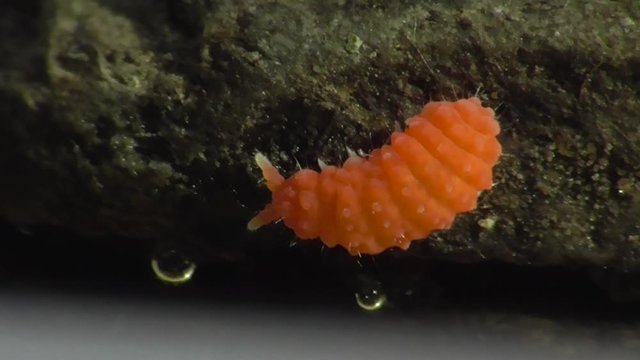 Bilobella braunera. Farbiger Springschwanz.  