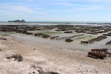 Obraz premium oyster farm in cancale (brittany) in france 