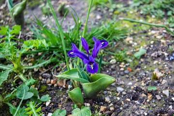 A dark blue purple dwarf or pygmy iris, iris pumila, in a rather neglected flower bed