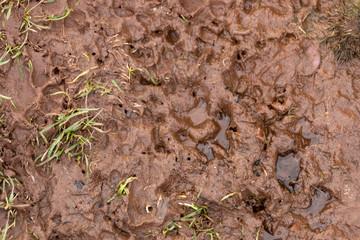 footprints
