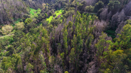 Burned trees in the park on the mountain Monchique. Aerial view. Portugal Algarve