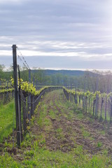 vineyard in austria