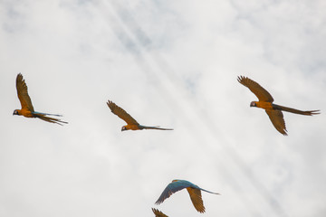 Arara Caninde - Brazil - Brazilian Blue Parrot