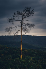 Fototapeta premium Beautiful landscape view of mountains and valleys and pine tree in Portugal at sunsetTall pine tree in a beautiful landscape with mountains and valleys in background in Portugal at sunset
