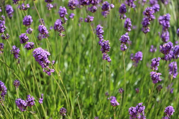 Obraz premium Flowers