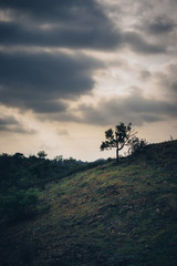 Beautiful landscape view of mountains and valleys and a tree in Portugal at sunset