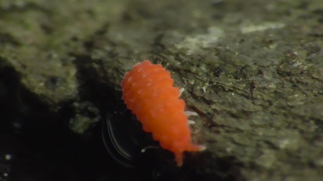 Bilobella braunera. Farbiger Springschwanz.  