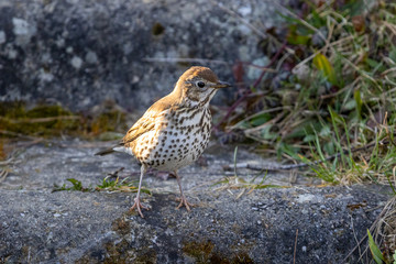 Song Thrush (Turdus philomelos) in the